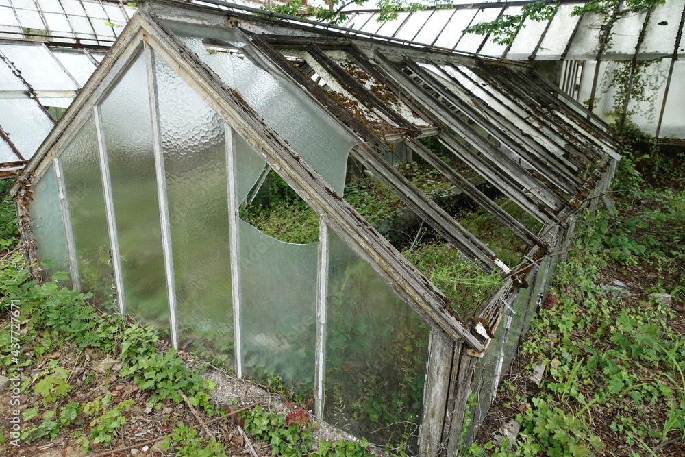 Fototapeta premium Serre cassée et envahie par la végétation