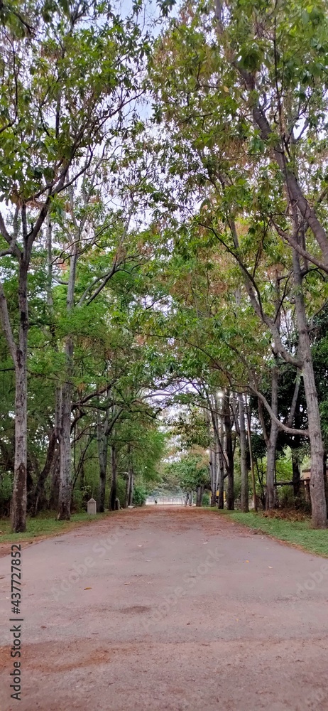 A road with trees on the side.