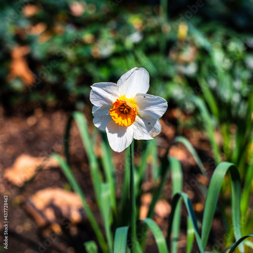 Obraz na płótnie Printemps au Parc de Bercy w salonie
