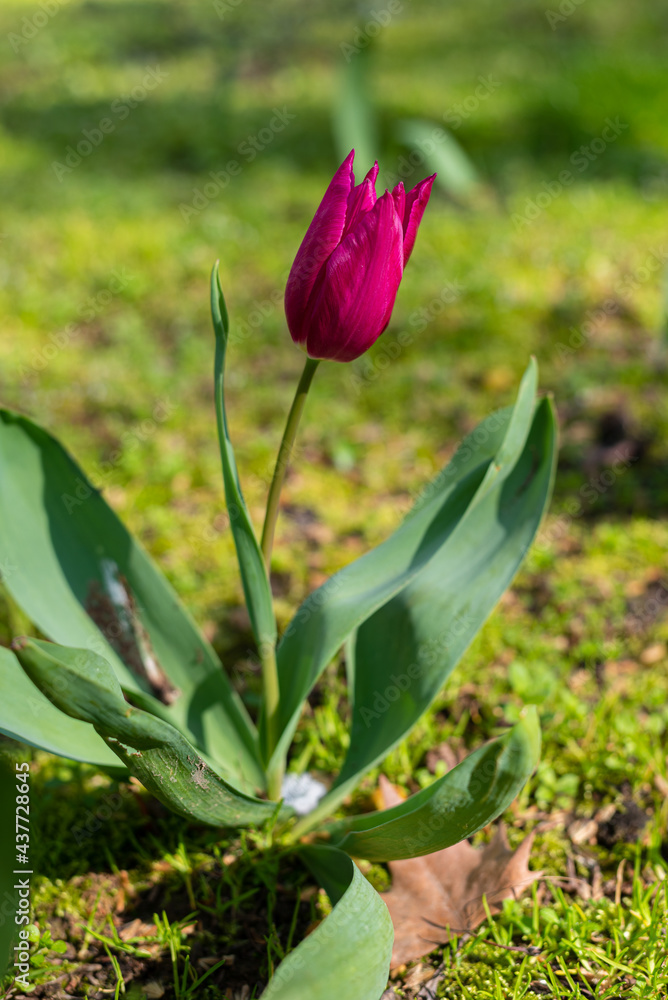 Printemps au Parc de Bercy