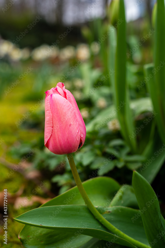 Printemps au Parc de Bercy