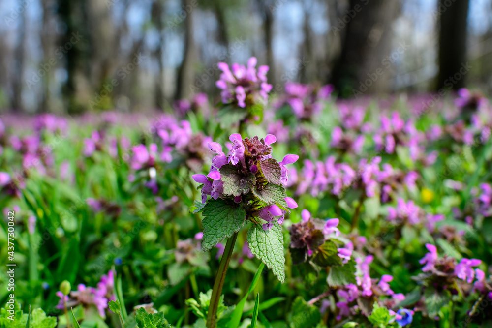 Many vivid dark purple flowers of Lamium album plant, commonly known as dead nettle in a forest in a sunny spring day, beautiful outdoor floral background photographed with soft focus.