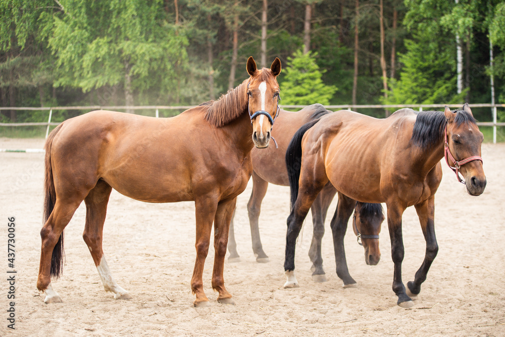 horses on the paddock, beautiful brown horses, Closeup of  brown horses in a paddock