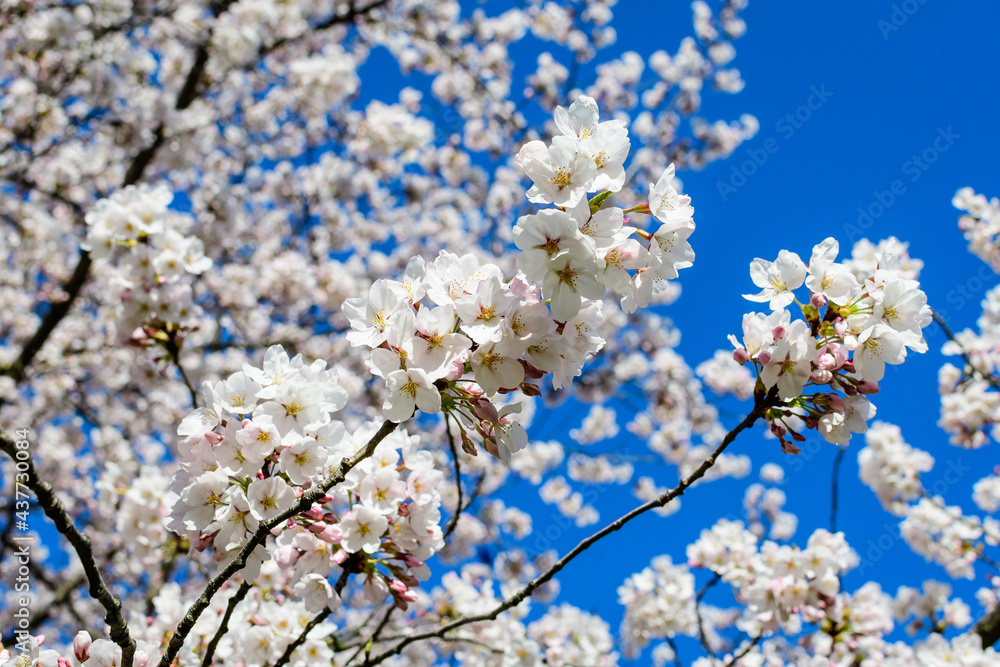 Large branch with white cherry tree flowers in full bloom towards clear blue sky in a garden in a sunny spring day, beautiful Japanese cherry blossoms floral background, sakura.