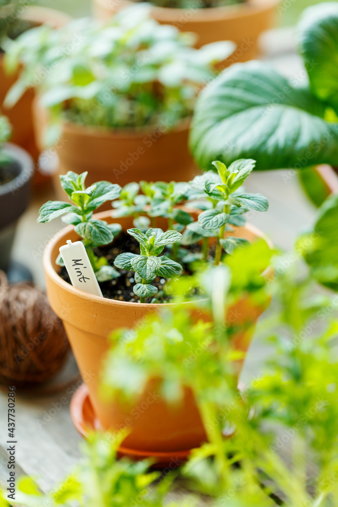 Closeup of potted green mint. Closeup of potted green mint.