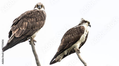 Osprey Pair, Isolated