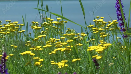 Blooming Ukrainian steppe, wild cereals and herbs, yellow flowering plants