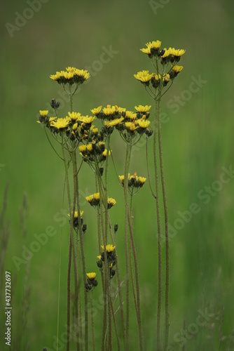 Blumen, Sommer und Garten in einer natürlichen Darstellung anhand von Details in einer Nahaufnahme photo