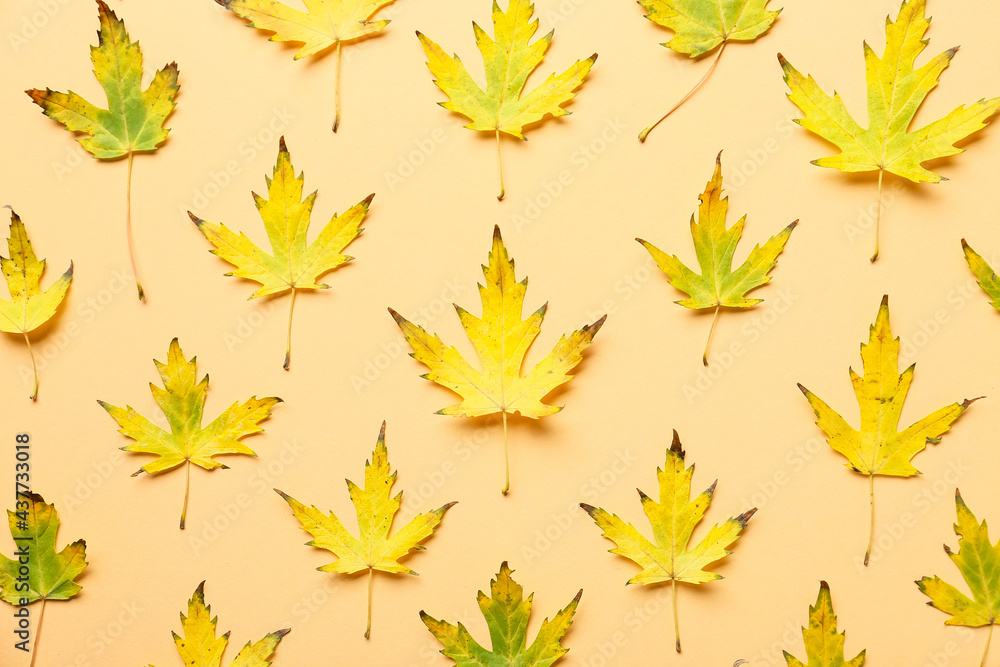 Maple leaves on color background Maple leaves on color background