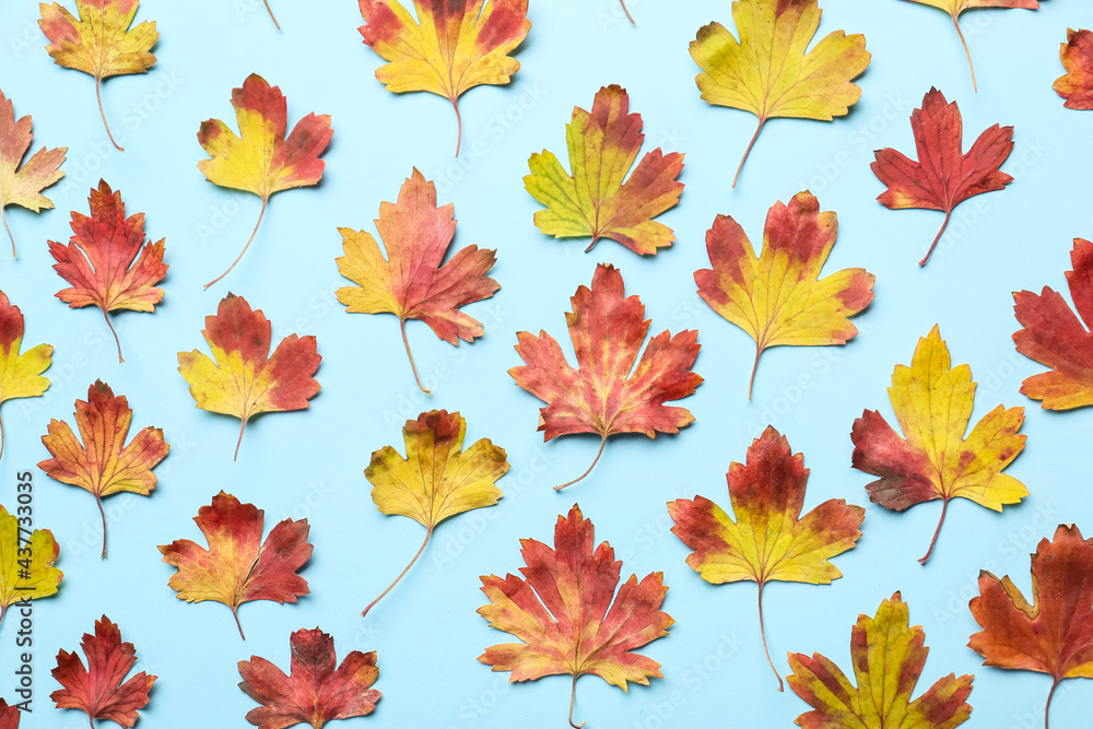 Beautiful autumn leaves on color background