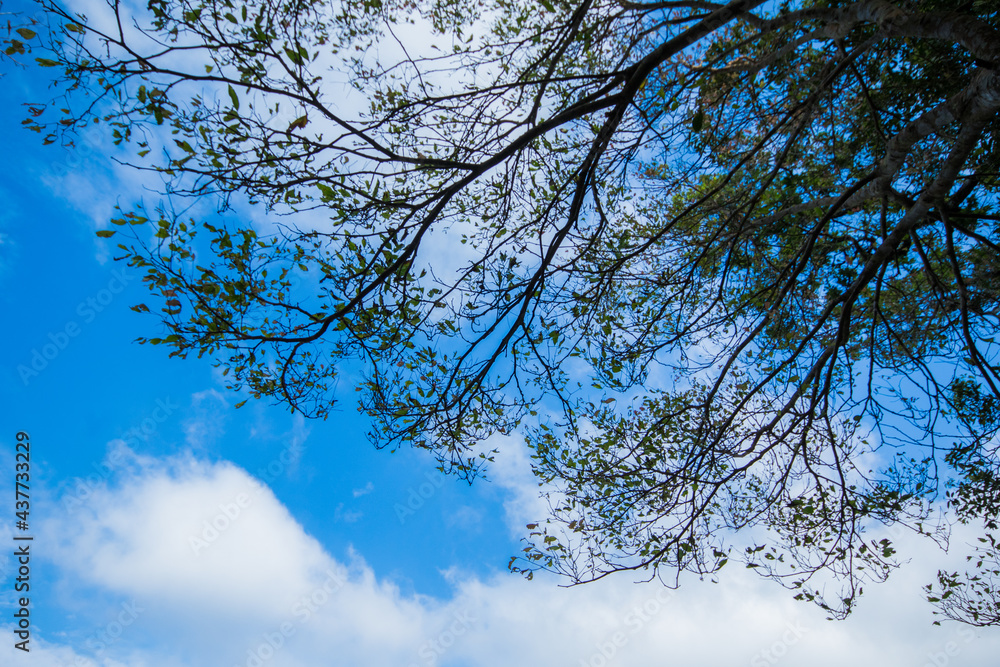 Green leaves
