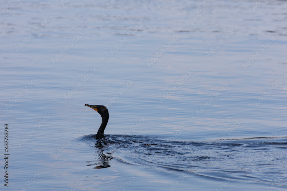 Fototapeta premium Cormorant swimming across the water