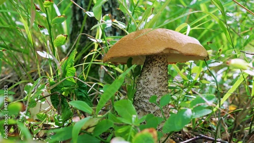 One mushroom (Leccinum versipelle) grows in the grass in the forest. Close up video. Dolly Shot of edible mushrooms in slow motion photo