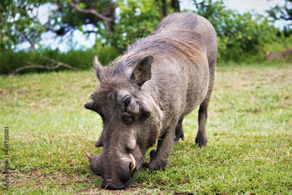 warthog in the wild kneeling warthog in the wild kneeling
