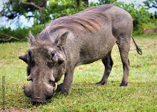 warthog in the wild kneeling