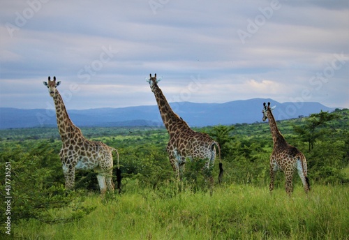 Photography three giraffe