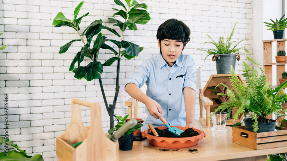An Asian male kid enjoys taking care of the plants by scooping soil in the pot to prepare for planting in an indoor houseplant at home. Playing by study activities. Child leisure and lifestyle. An Asian male kid enjoys taking care of the plants by scooping soil in the pot to prepare for planting in an indoor houseplant at home. Playing by study activities. Child leisure and lifestyle.