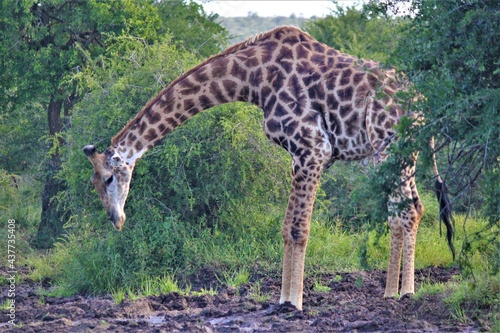 giraffe drinking photo