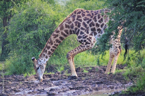 giraffe drinking