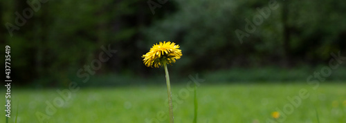 Gelbe Löwenzahblüte am Waldrand