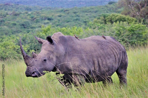 Rhino in the grass