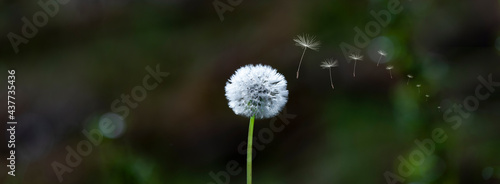 Löwenzahn Pusteblume mit Fliegenden Samen mit Sonnenlicht