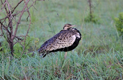 Bird in the wild