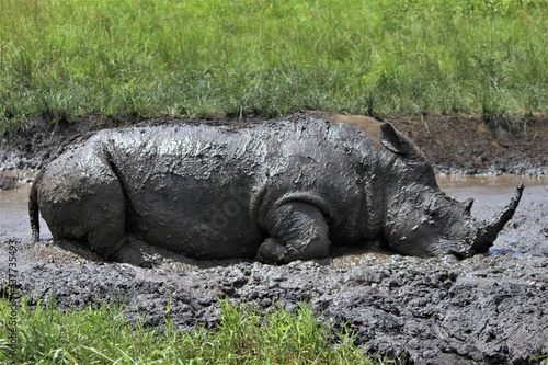 Rhino in the mud bathing