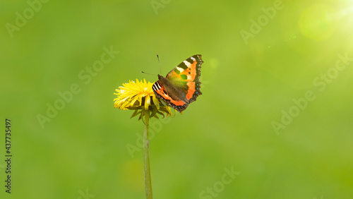 Gelbe Löwenzahnblüte mit Schmetterling © by-studio