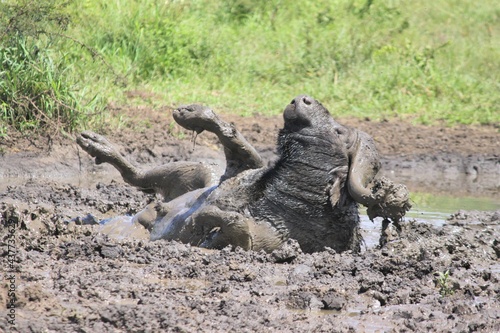 buffalo bathing in mud