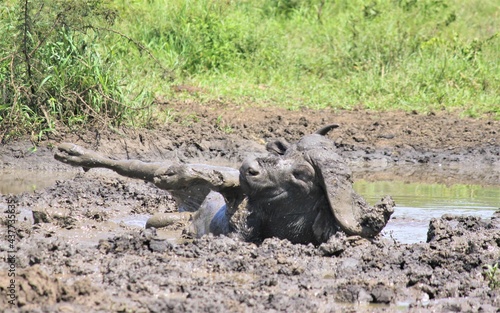 buffalo bathing in mud