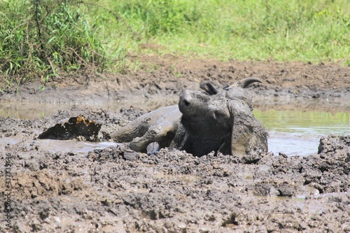 buffalo bathing in mud