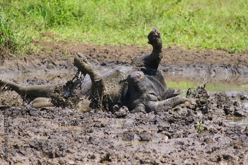 buffalo bathing in mud