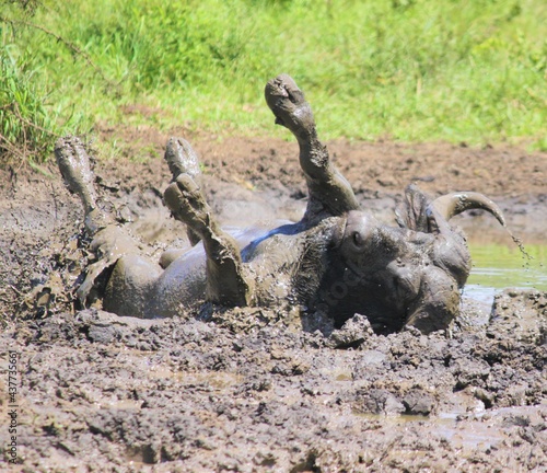 buffalo bathing in mud