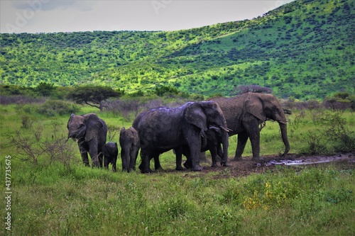 elephants in the savannah