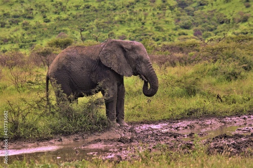 Elephant drinking