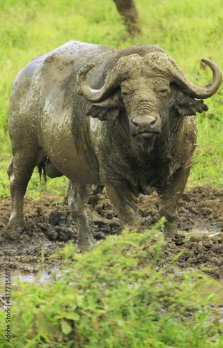 buffalo bathing in mud