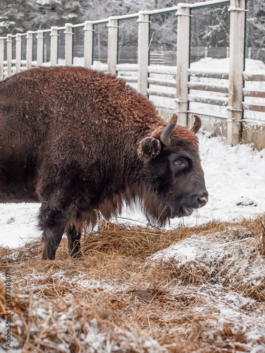 Bison in the open-air cage of Belovezhskaya Pushcha in winter
