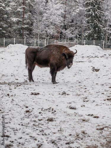 Bison in the open-air cage of Belovezhskaya Pushcha in winter