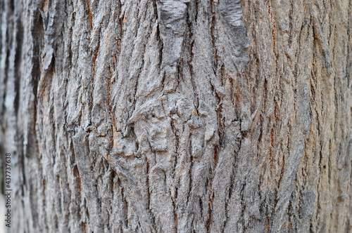bark of Silver oak tree