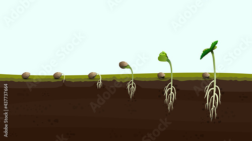 Stages of cannabis seed germination from seed to sprout, realistic illustration. Process of planting marijuana photo