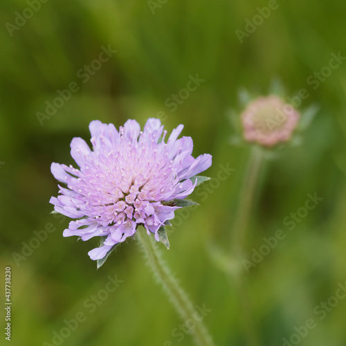 (Scabiosa columbaria) Scabieuse colombaire à corolles bleu violacée