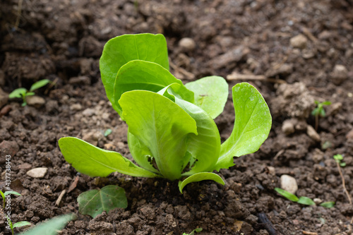 organic lettuce grown in the vegetable garden
