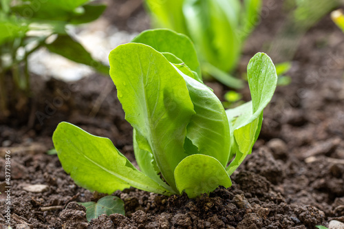 organic lettuce grown in the vegetable garden

