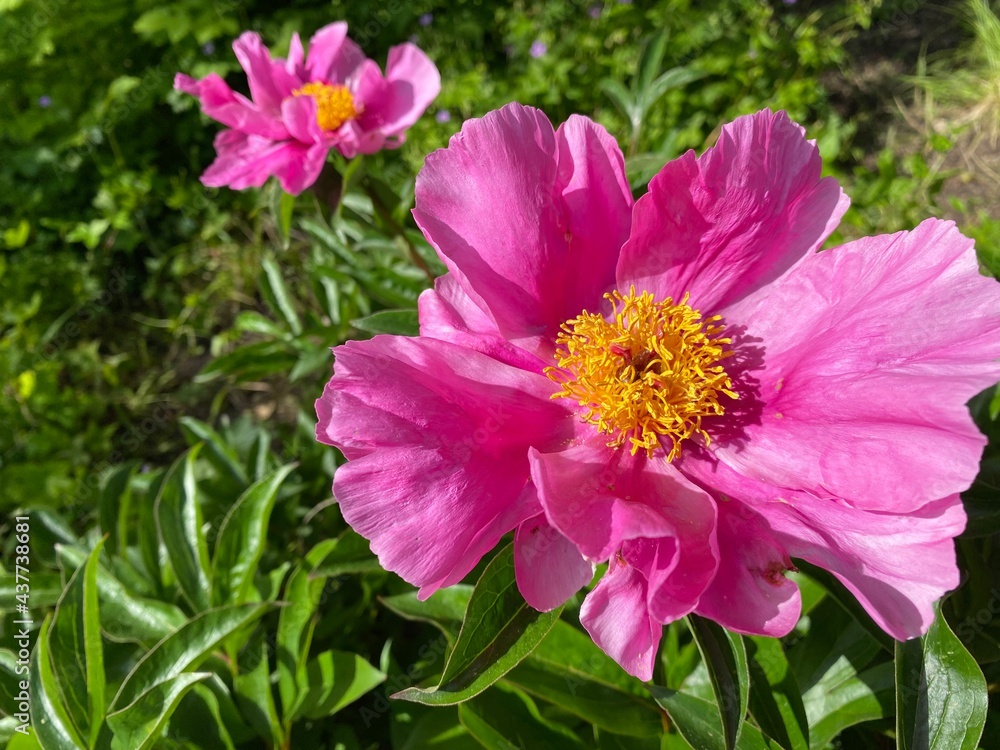 Obraz premium Chinese herbaceous peony (Paeonia lactiflora), Common garden peony, Milchweisse Pfingstrose, Chinesische Pfingstrose oder Edel-Pfingstrose (The Botanical Garden of University of Zurich, Switzerland)