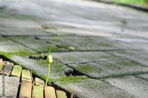 close up Asian afzelia seedling on a cranny bricks photo