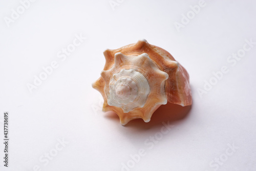 Seashell of a snail isolated on white background, beach vacation mollusk