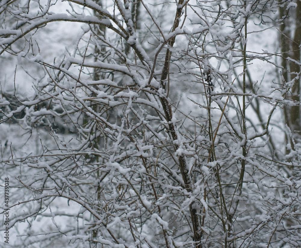 Obraz premium Fresh, White Snow, on Leafless Tree Branches in a Rural Area, During Wintertime, Snowfall