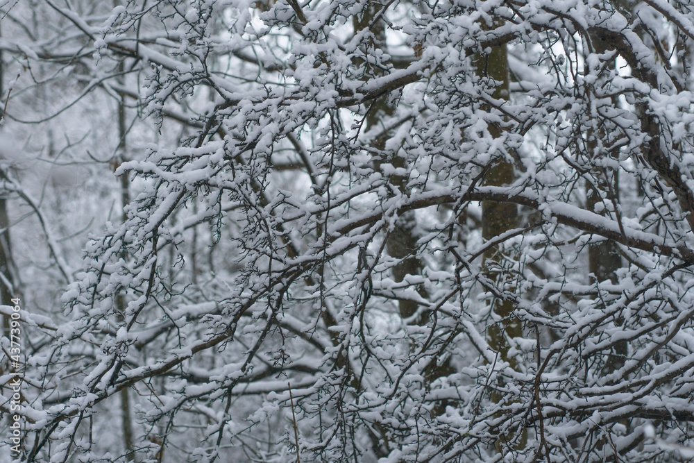 Obraz premium Fresh, White Snow, on Leafless Tree Branches in a Rural Area, During Wintertime