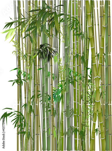 green and brown bamboo plants on white
